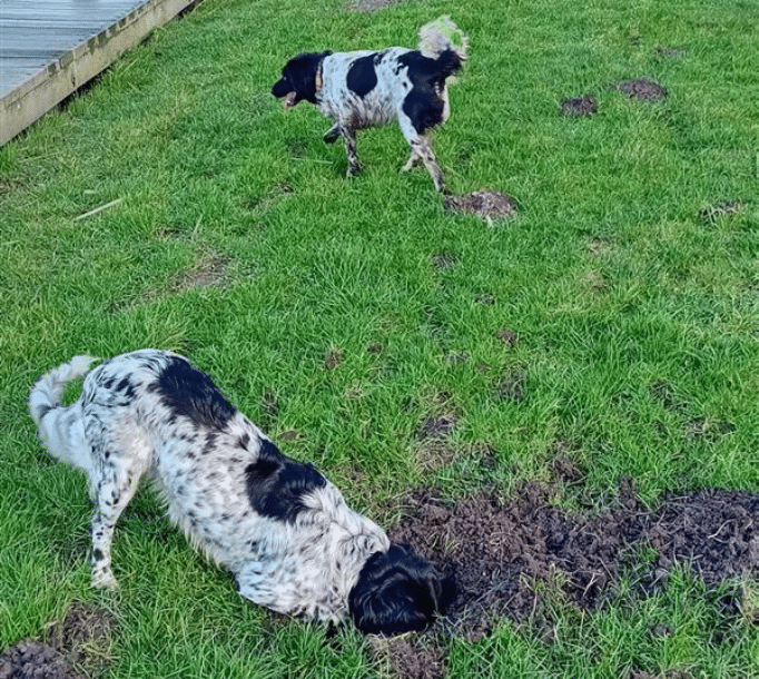 Twee honden in de tuin.