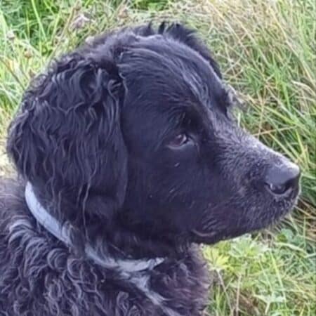 Hond van Thea Plantinga.